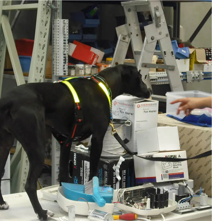 Drug Testing & Detection Services NZ Detector Dogs
